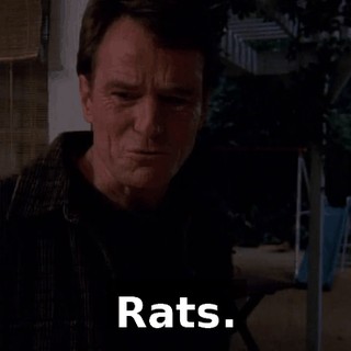 Rats.