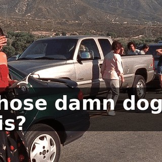 Whose damn dog is this?