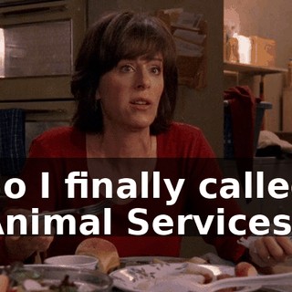 So I finally called Animal Services.