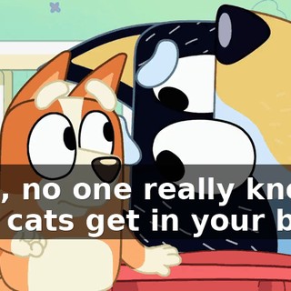 Well, no one really knows how cats get in your belly,