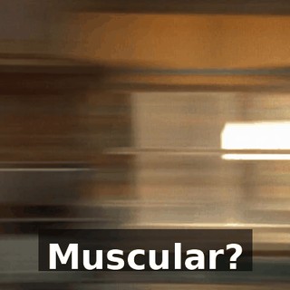 Muscular?