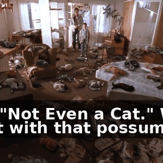 and "Not Even a Cat." We'll start with that possum.