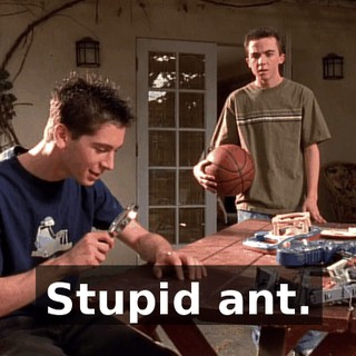 Stupid ant.