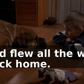 and flew all the way back home.