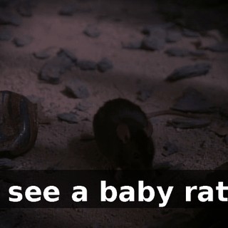 I see a baby rat!