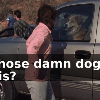 Whose damn dog is this?