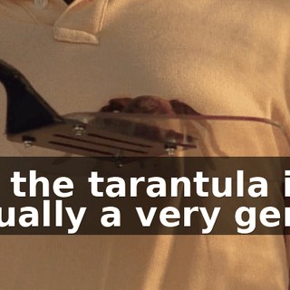 but the tarantula is actually a very gentle