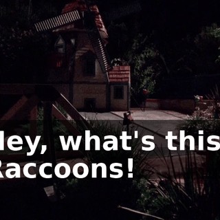 Hey, what's this? Raccoons!