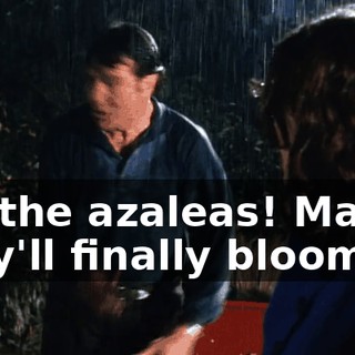 Try the azaleas! Maybe they'll finally bloom!