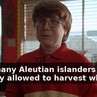 but many Aleutian islanders are legally allowed to harvest whales,