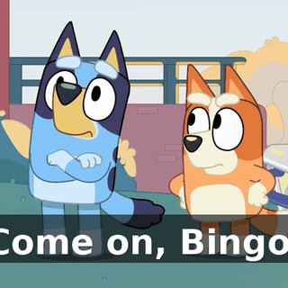 Come on, Bingo.