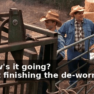 - How's it going? - Just finishing the de-worming.