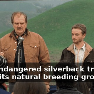 the endangered silverback trout from its natural breeding grounds,