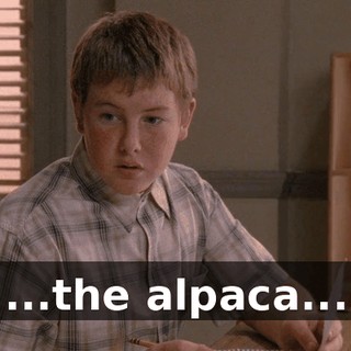 ...the alpaca...