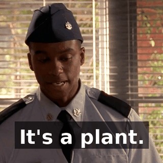 It's a plant.