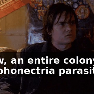 Wow, an entire colony of Cryphonectria parasitica.