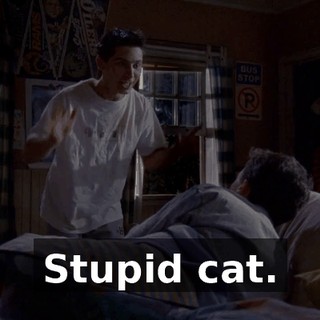 Stupid cat.