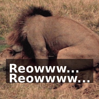 Reowww... Reowwww...