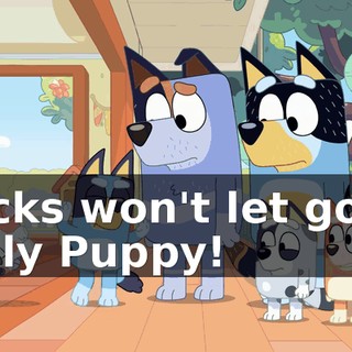 Socks won't let go of Polly Puppy!