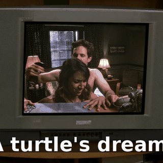 A turtle's dream.