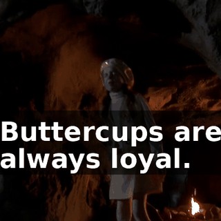 Buttercups are always loyal.