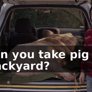 can you take pig to backyard?