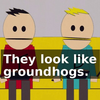 They look like groundhogs.