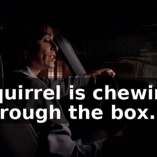 Squirrel is chewing through the box.
