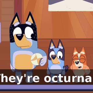 They're octurnal.