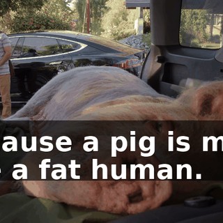 because a pig is most like a fat human.