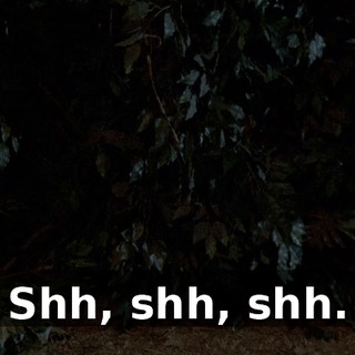 Shh, shh, shh.