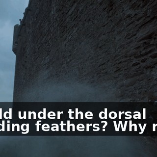 f7a6235c-650e-4882-bdec-e7cf1445cb5b.gif