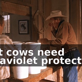 that cows need ultraviolet protection.