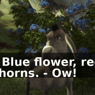 - Blue flower, red thorns. - Ow!