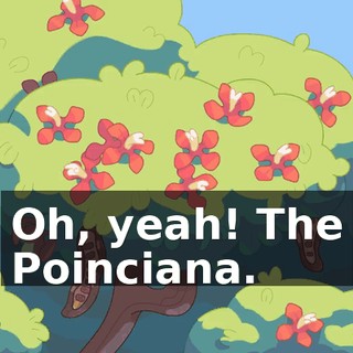 Oh, yeah! The Poinciana.