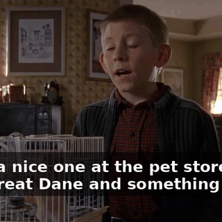 I saw a nice one at the pet store. He's half Great Dane and something else.
