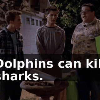 Dolphins can kill sharks.