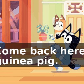 Come back here, guinea pig.